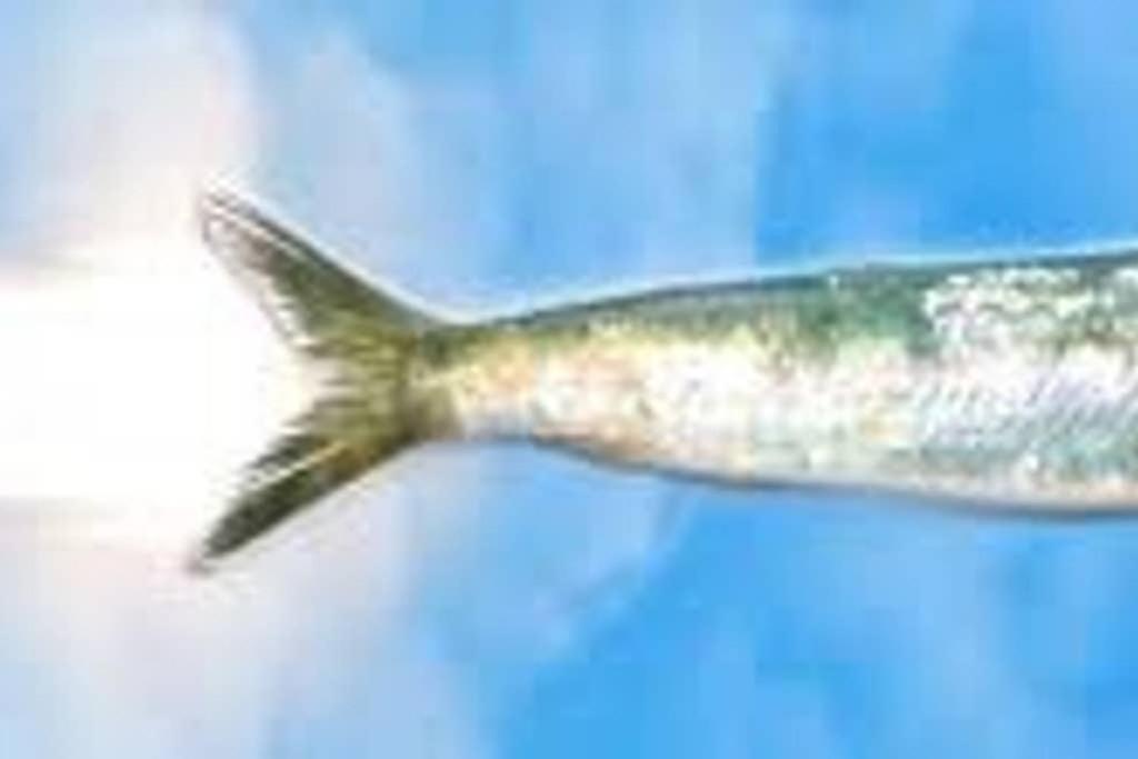 Apartamento La Sardine Marsella Exterior foto